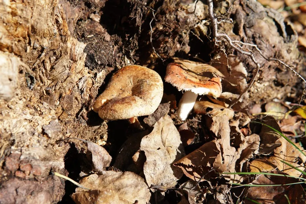 Bykovskie Porogi  Foto Gribov Na Ekskursii Po Sahalinu