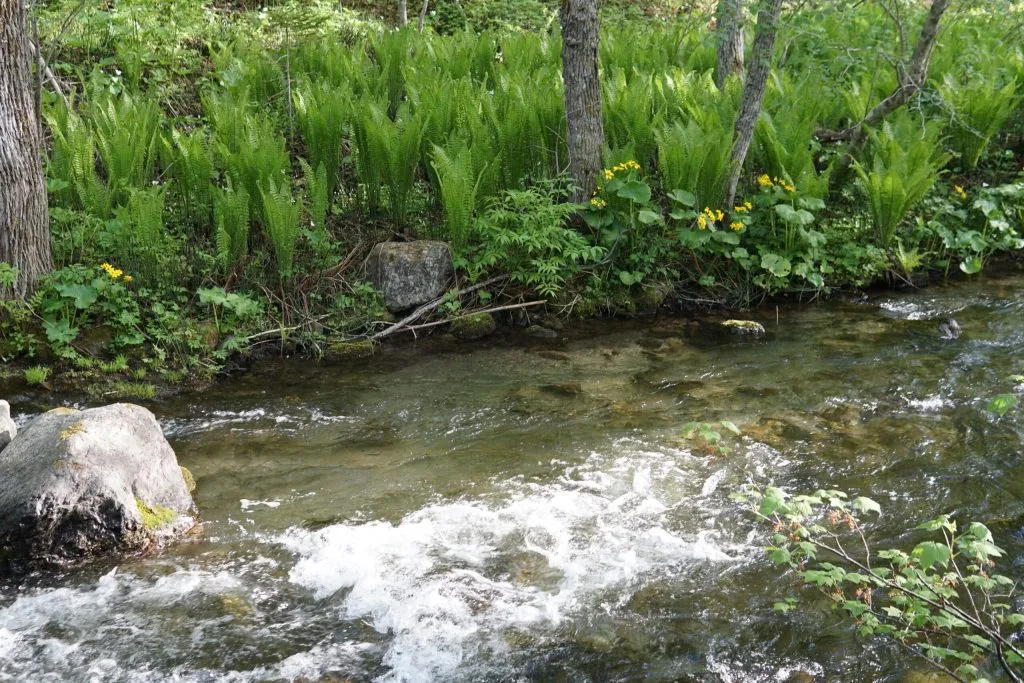 Kater Arina  Has03144 Scaled