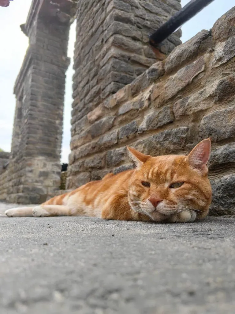 Kater Arina  Whatsapp Image 2024 09 09 At 10.26.55 1